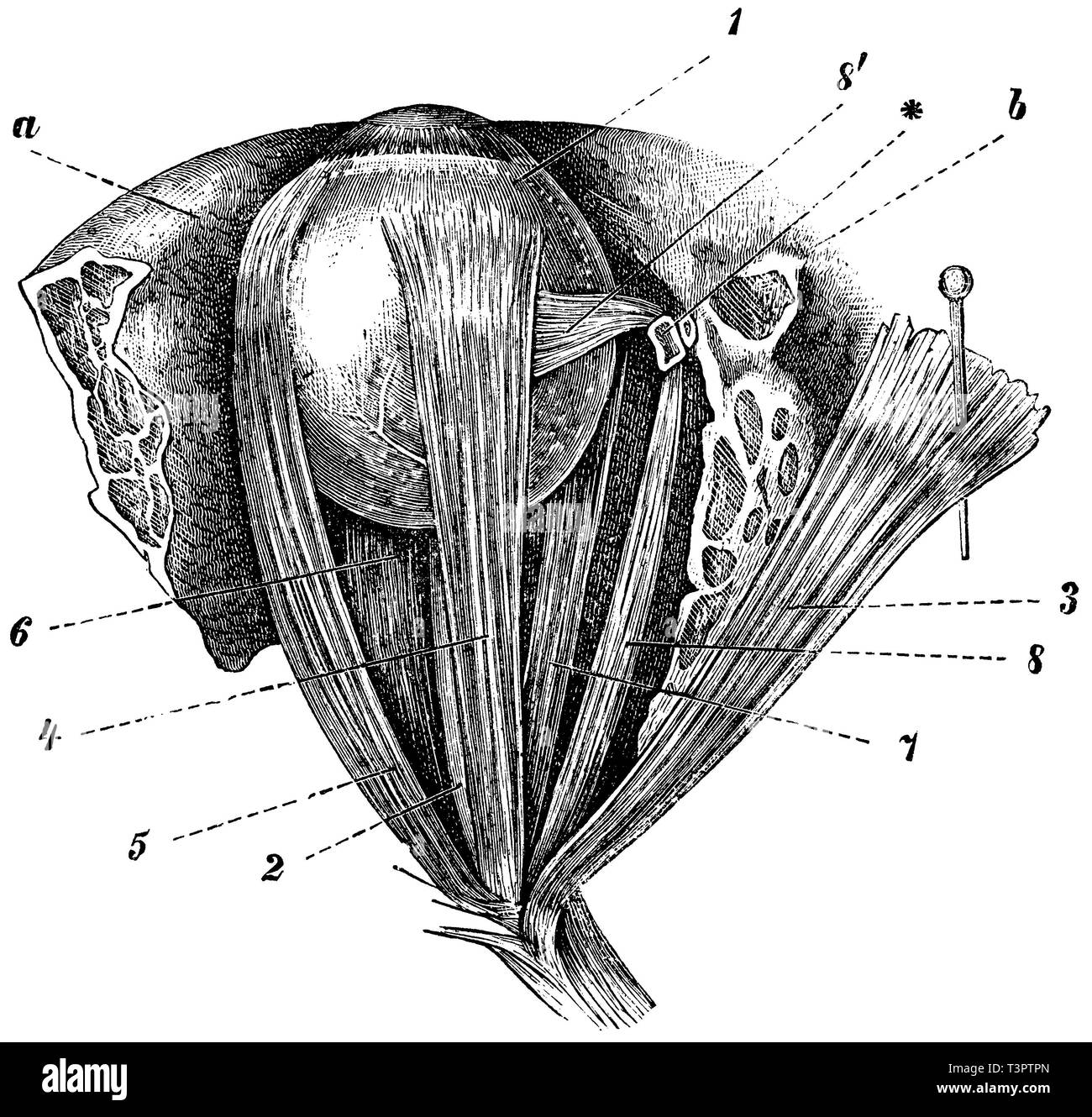Umano: muscoli del bulbo oculare, a, b) le ossa, 1) Eyeball, 2) del nervo ottico, 3) Coperchio rimosso e spinto a lato, 4) rettilineo superiore muscolo oculare, 5) esterna del muscolo oculare, 6) inferiore del muscolo oculare, 7) interna del muscolo oculare, 8) superiore ardesia muscolo oculare, 8 ') tendini del muscolo oculare, * Ruolo del muscolo oculare, anonym 1887 Foto Stock