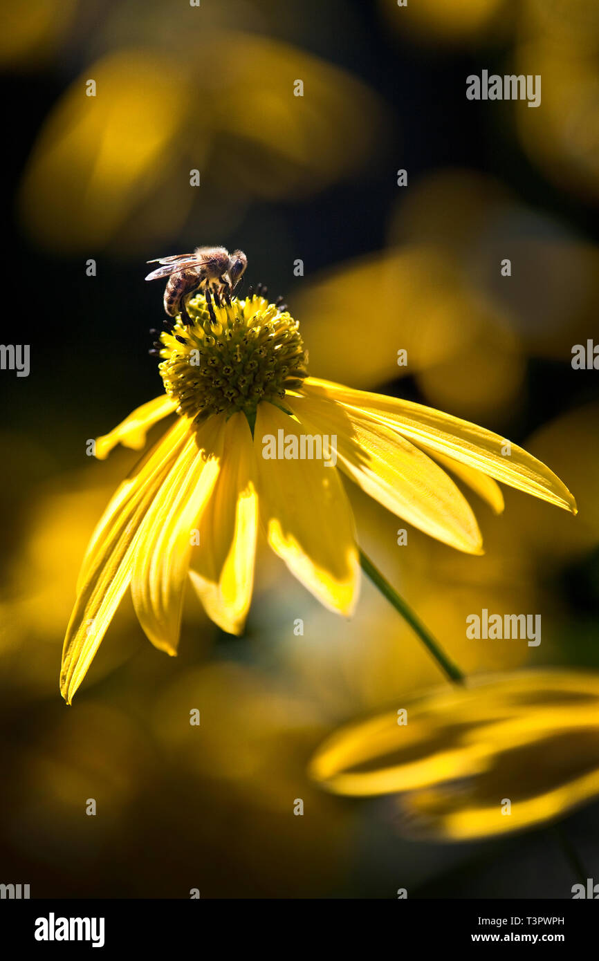 Il miele delle api raccogliendo il nettare da un fiore Rudbeckia con messa a fuoco morbida dello sfondo. Foto Stock