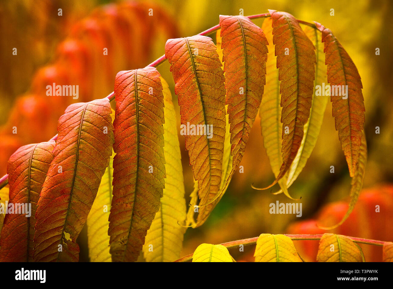 Foglie di Staghorn Sumac Albero in autunno. Foto Stock