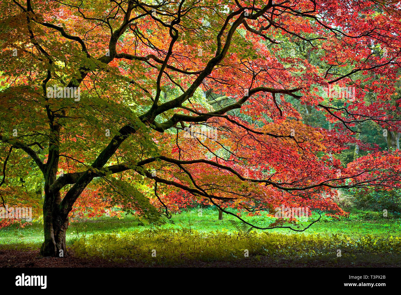 Un giapponese di acero in autunno a Westonbirt Arboretum UK. Foto Stock