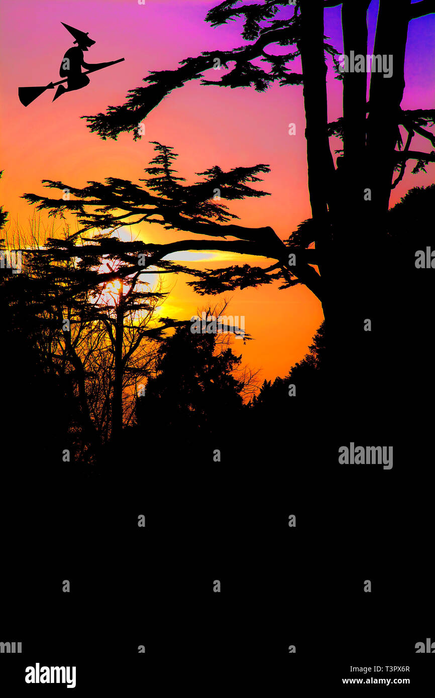 Silhouette di una strega sulla sua scopa attraverso una foresta ombrosa al tramonto, dove alberi contorti e cieli luminosi creano un'inquietante e magica scena crepuscolare. Foto Stock
