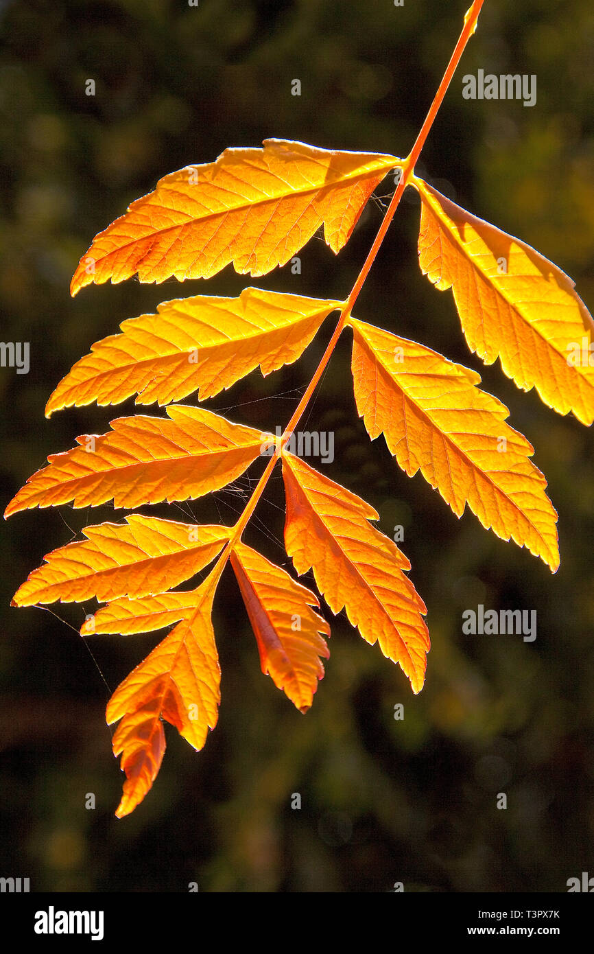 Le foglie di alberi pluviali retroilluminati brillano di luce solare dorata, le loro vene si illuminano su uno sfondo nero profondo, catturando calore, contrasto e tranquillità e bellezza Foto Stock
