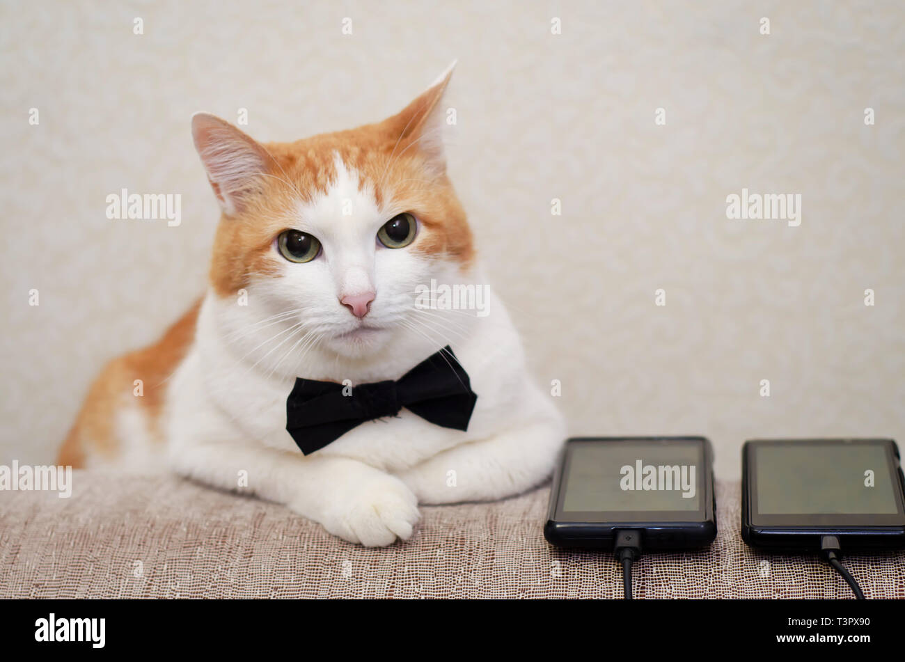 Bianco-un gatto rosso con un nero farfallino che giace accanto ai telefoni Foto Stock
