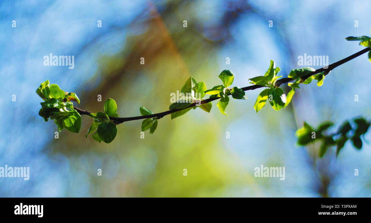 Il giovane bright foglie verdi sul cielo azzurro sfondo in primavera Foto Stock