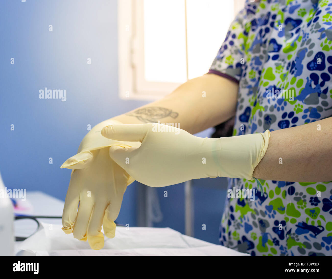 Guanti sterili il collocamento da parte di un veterinario prima di un  intervento chirurgico Foto stock - Alamy