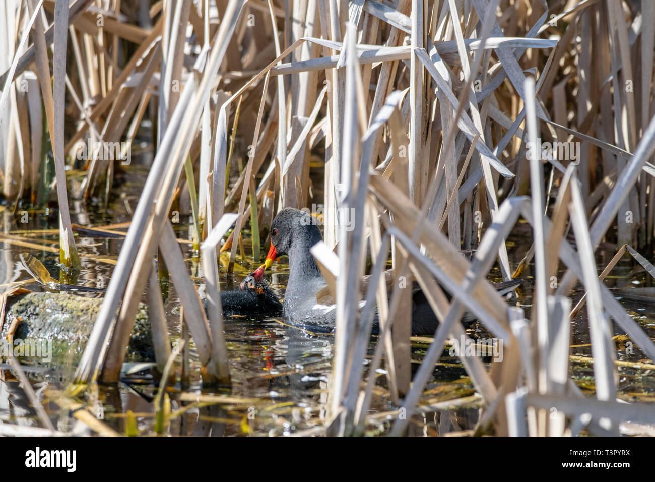 Per adulti (moorhen Gallinula chloropus) tendente ad una giovane anatroccolo tra lamelle di palude Foto Stock