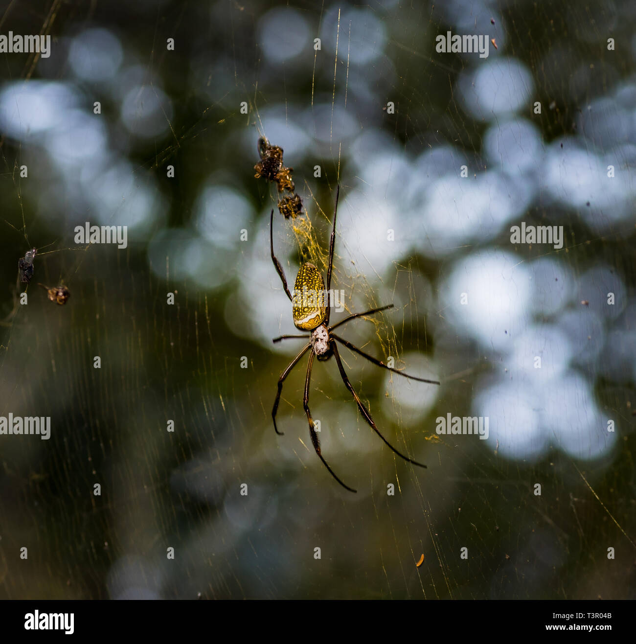 La seta net spider in Paraguay Foto Stock
