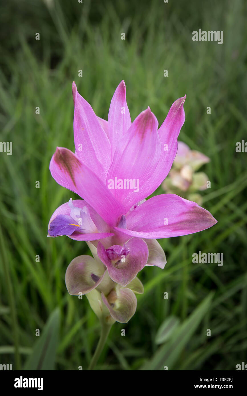 Curcuma alismatifolia, Siam tulip o estate tulip a Pa Hin Ngam National Park - Chaiyaphum, Thailandia Foto Stock
