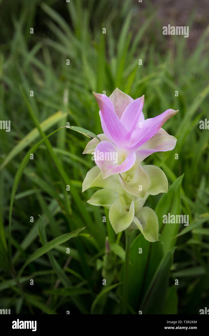 Curcuma alismatifolia, Siam tulip o estate tulip a Pa Hin Ngam National Park - Chaiyaphum, Thailandia Foto Stock