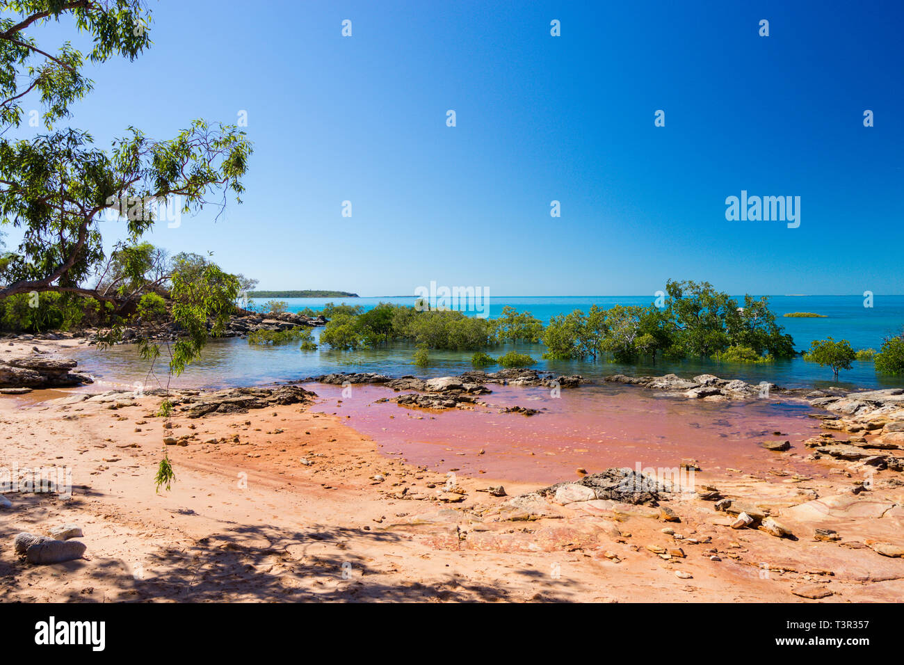 Mangrovie crescente sulla spiaggia rocciosa di Cape Leveque, Dampier Peninsula, Australia occidentale Foto Stock