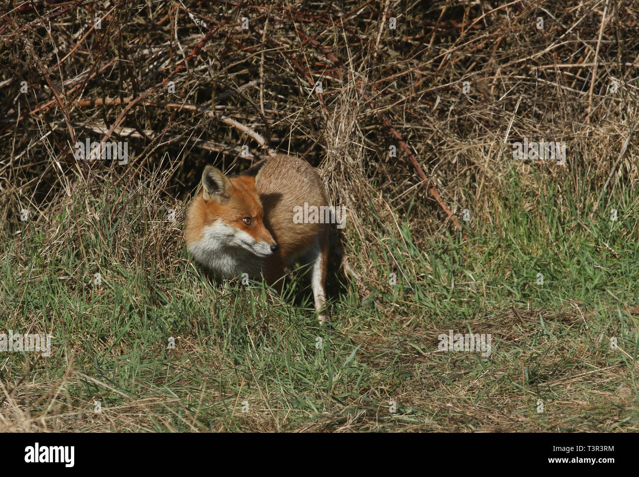 Una magnifica Volpe rossa Vulpes vulpes a caccia di cibo a bordo di arbusti. Foto Stock