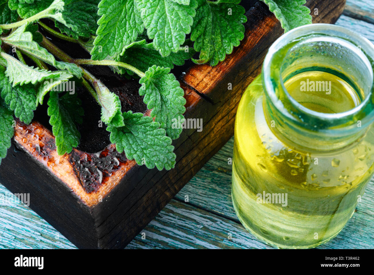 Aroma essenziale olio con melissa su sfondo di legno.impianto di Melissa.Melissa Foto Stock