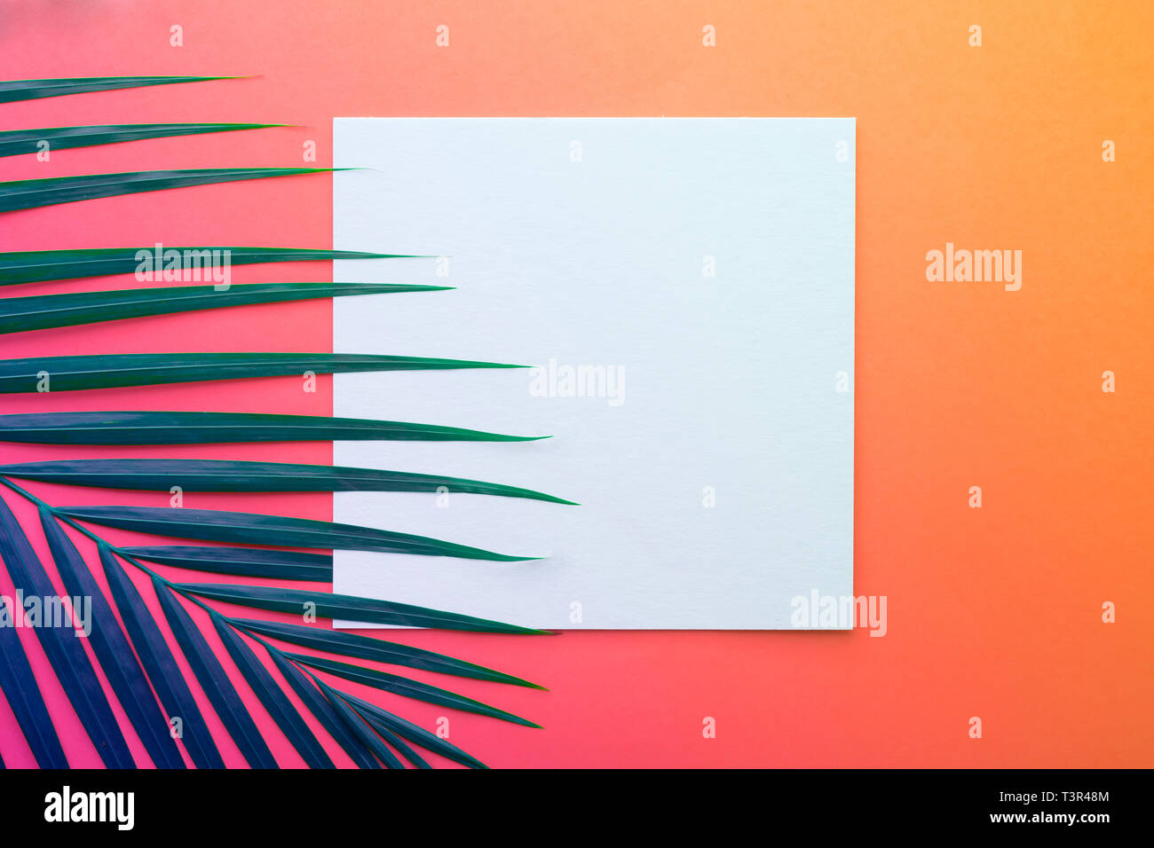 Tropicale di foglie di noce di cocco con il libro bianco carta sul telaio color pastello sfondo.Jungle leaf close up.Botanico concetti di natura.elementi floreali design Foto Stock