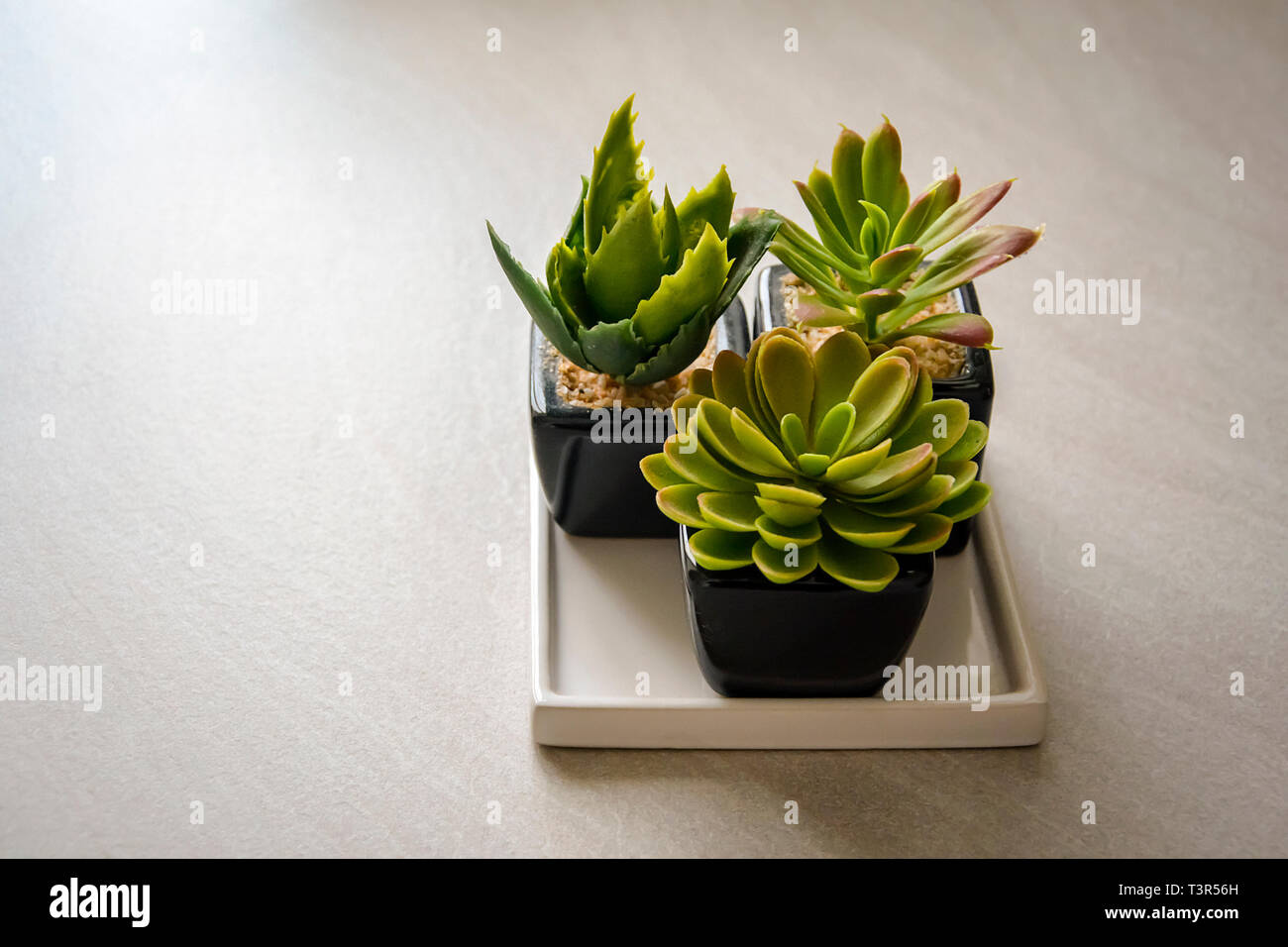 Piccolo cactus piante piantate in vasi di nero. Interior shot Foto Stock