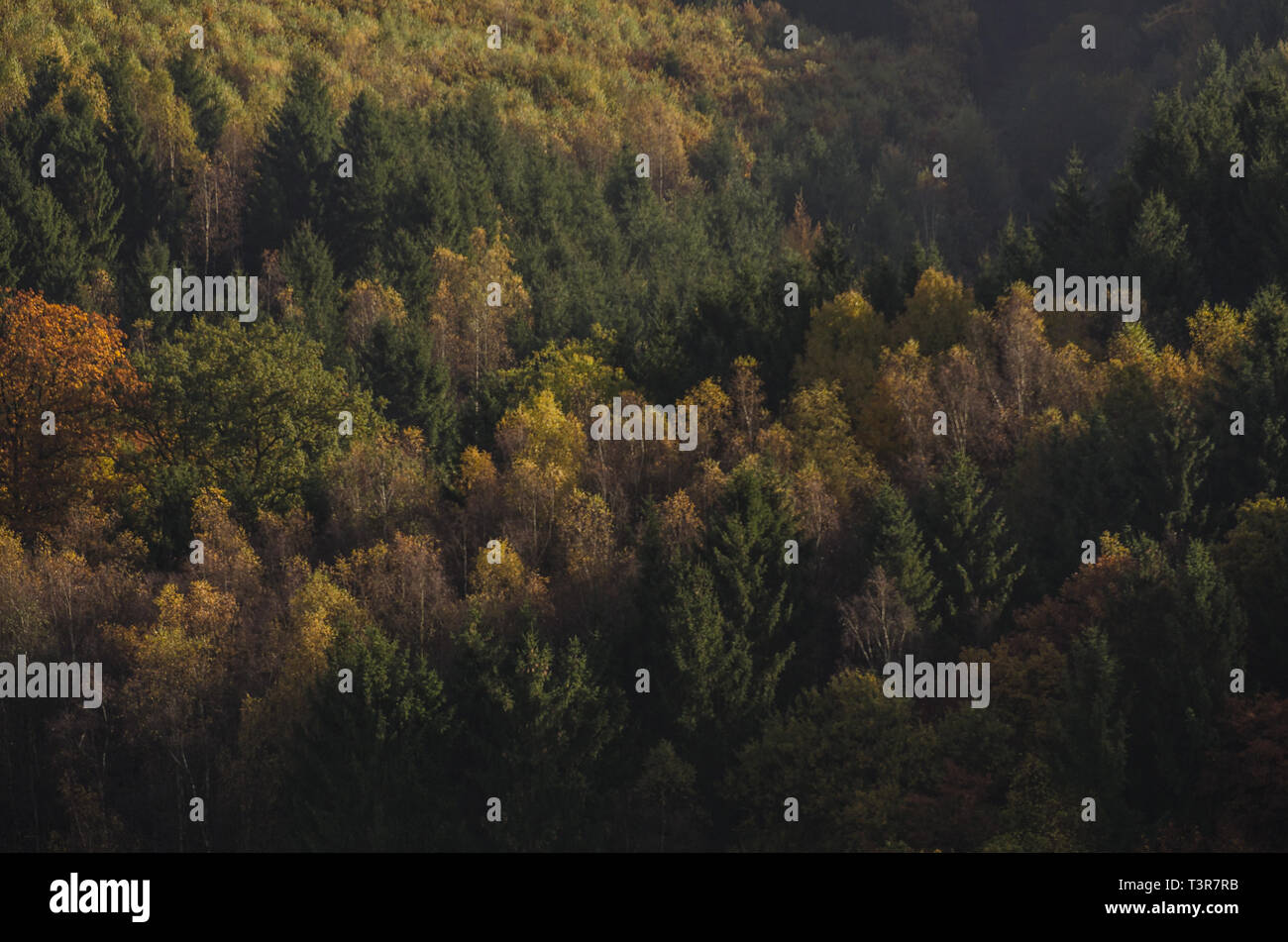 Herbstwald im Siegerland Foto Stock