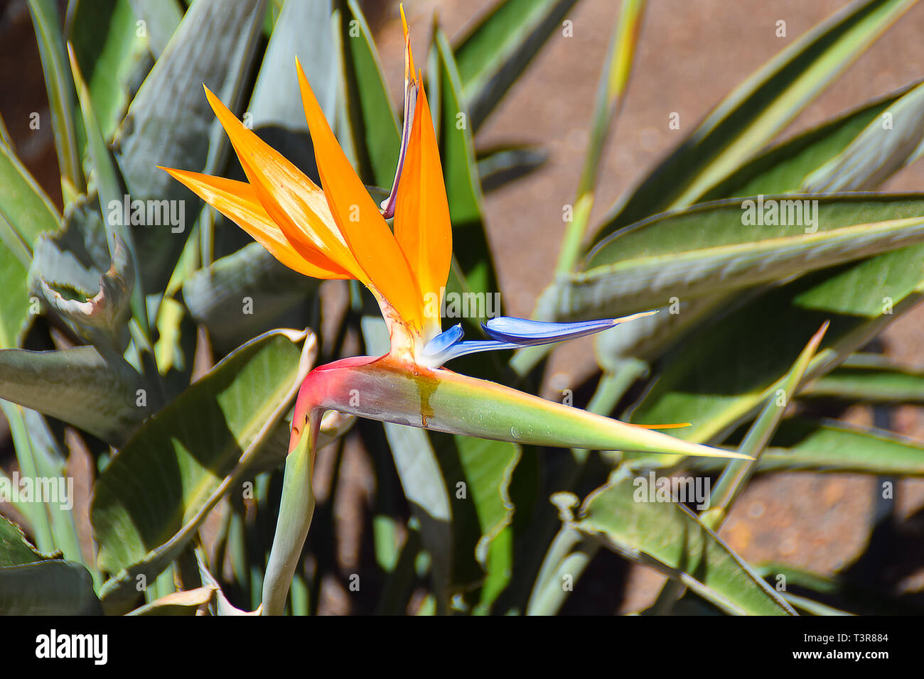 Strelitzia delle isole Canarie. Incredibile macaronesiche tipico fiore. Paradise uccelli fiore. Foto Stock