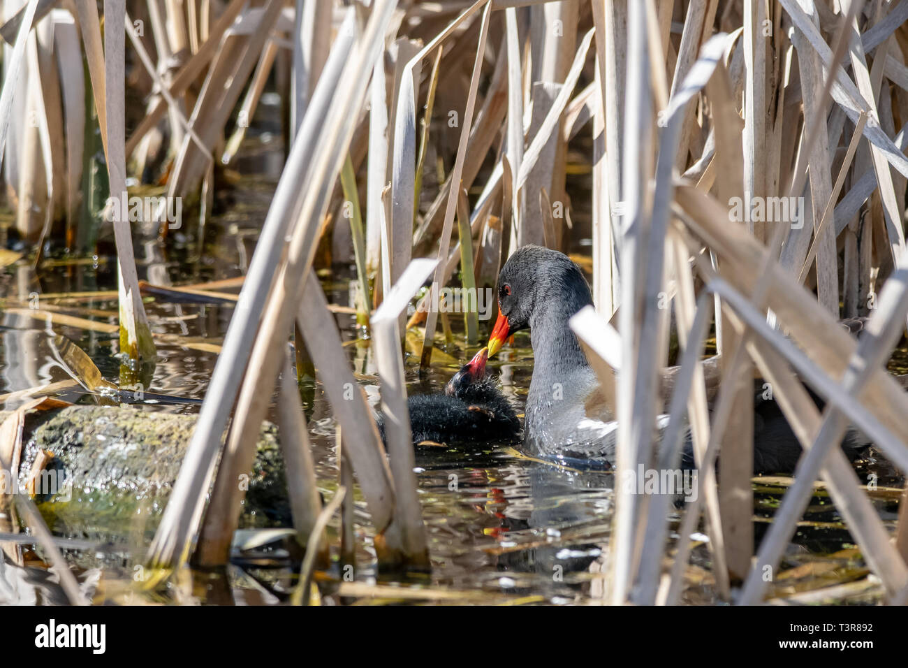 Per adulti (moorhen Gallinula chloropus) tendente ad una giovane anatroccolo tra lamelle di palude Foto Stock