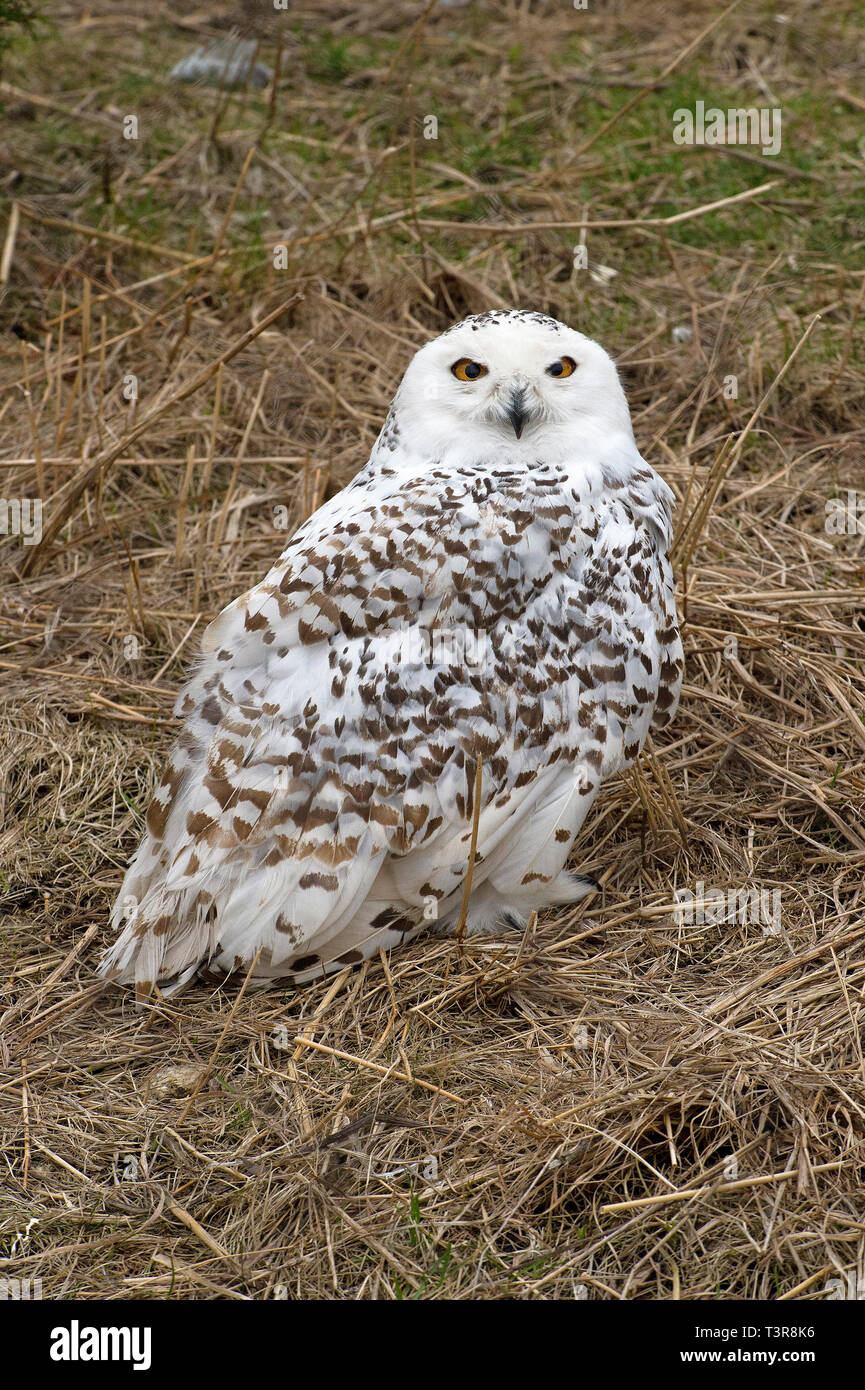 Civetta delle nevi (Bubo scandiacus), Alaska, STATI UNITI D'AMERICA Foto Stock