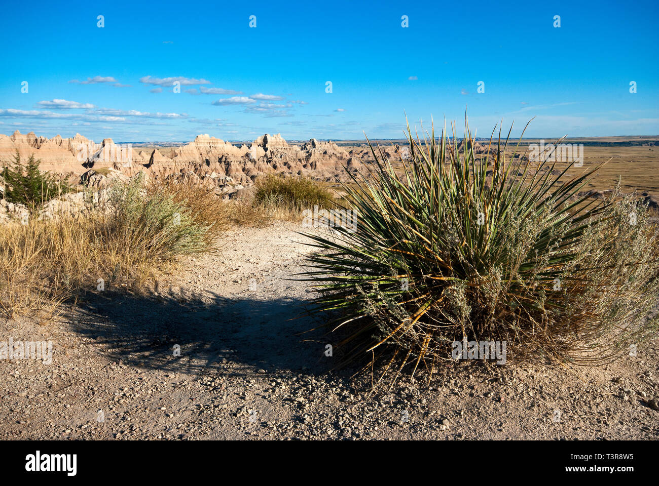 Yucca pianta (Yucca glauca) nel Parco nazionale Badlands, Dakota del Sud, STATI UNITI D'AMERICA Foto Stock