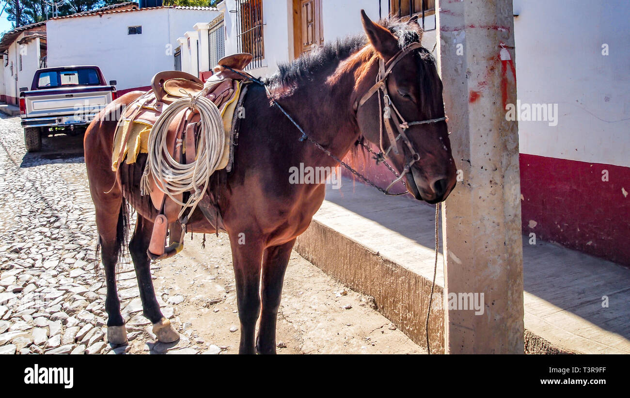 Un Giovane Gregge Di Rounds Up A Del Cowboy Di Charro Del Messicano Dei Cavalli Che Passano Field Su Ranch All Alba Arrotonda Per Image140163244 - Foto 13