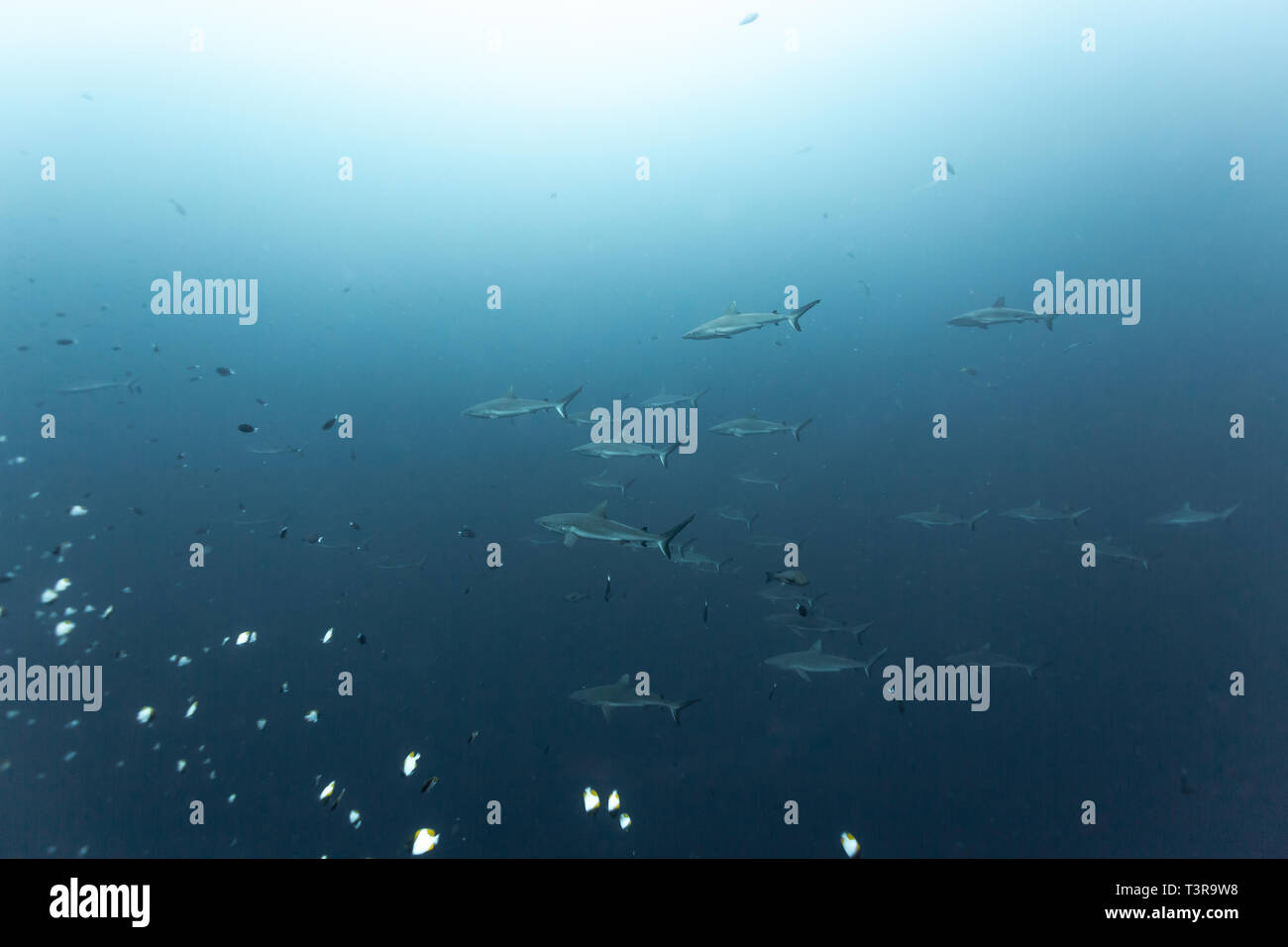 Gli squali whitetip, Triaenodon obesus, nuotare in un grande gruppo seguenti pesci più piccoli Foto Stock