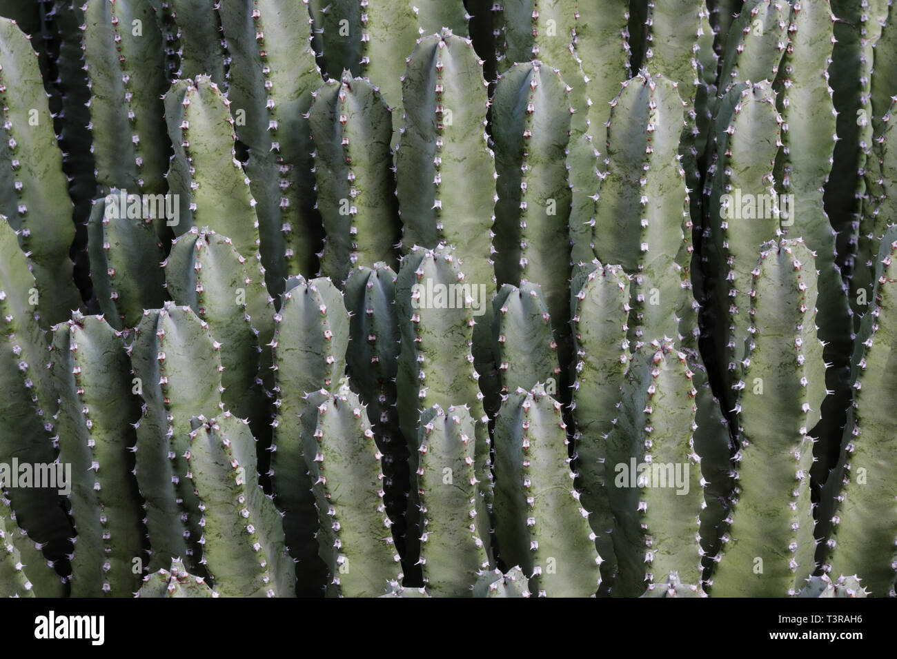 Vista ingrandita del Tumulo marocchino (Euphorbia resinifera), chiamato anche Euforbia di resina. Succulento è liscia la pelle verde, con aghi spinosi lungo i bordi. Foto Stock