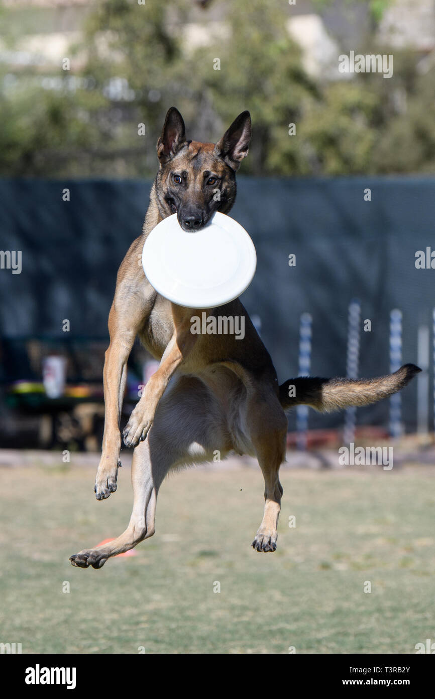 Cane marrone dopo la cattura di un disco e scendere per l'erba Foto Stock