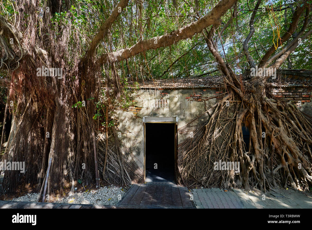 Vitigno enorme radice di banyan alberi coperti edificio a ex Tait & Co. Merchant House, popolare sito che presenta la storia di Taiwan presenta in un ex wareho Foto Stock