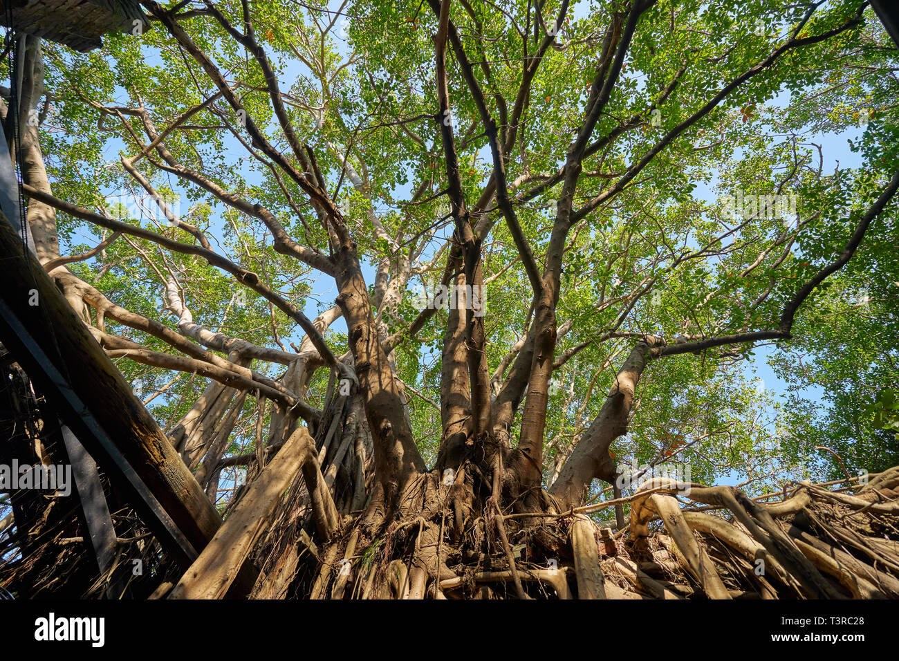 Vitigno enorme radice di banyan alberi coperti edificio a ex Tait & Co. Merchant House, popolare sito che presenta la storia di Taiwan presenta in un ex wareho Foto Stock