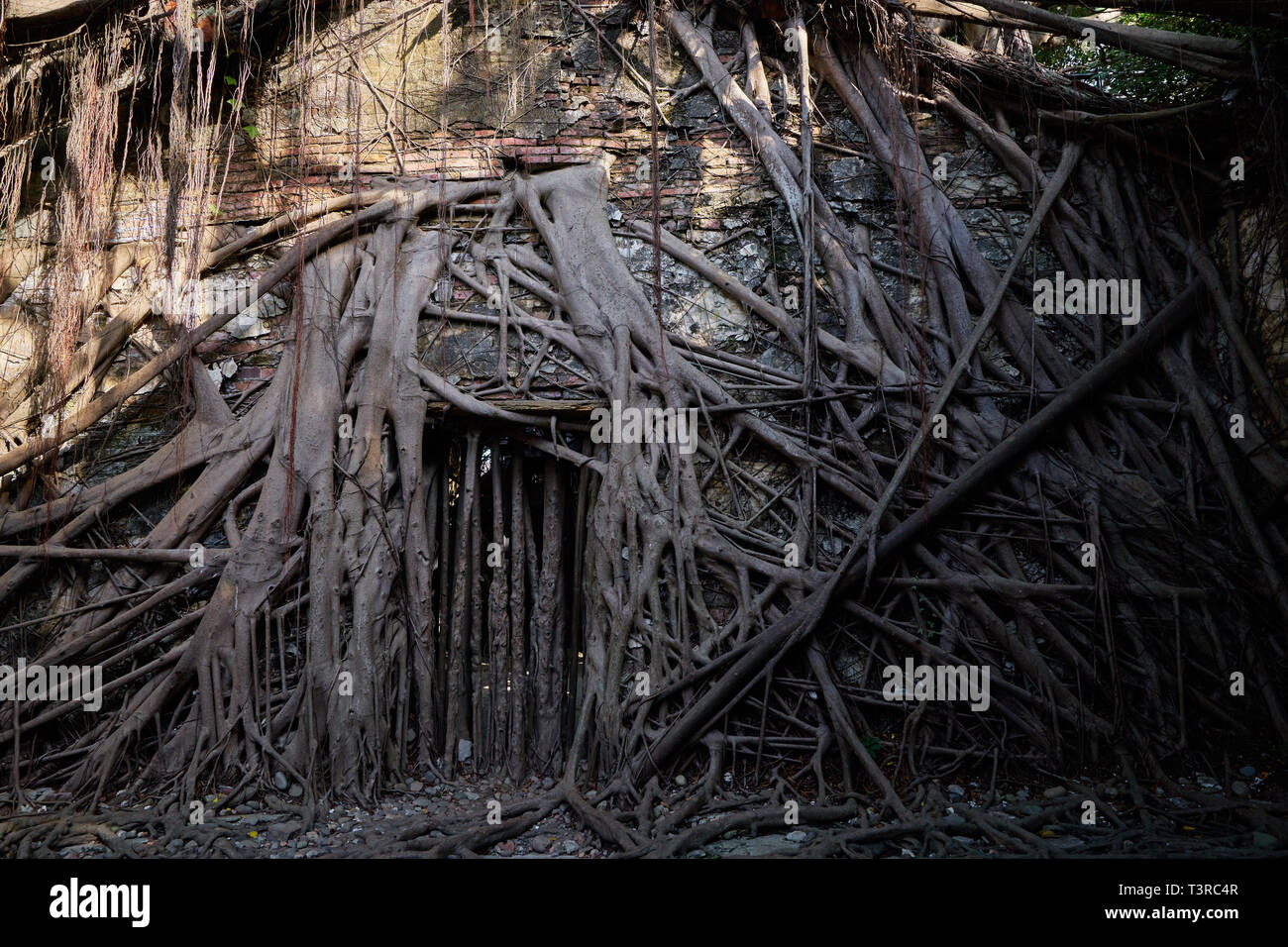 Vitigno enorme radice di banyan alberi coperti edificio a ex Tait & Co. Merchant House, popolare sito che presenta la storia di Taiwan presenta in un ex wareho Foto Stock