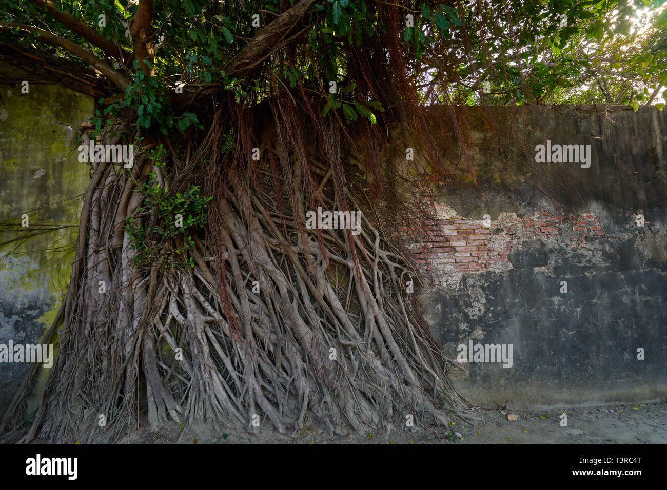 Vitigno enorme radice di banyan alberi coperti edificio a ex Tait & Co. Merchant House, popolare sito che presenta la storia di Taiwan presenta in un ex wareho Foto Stock