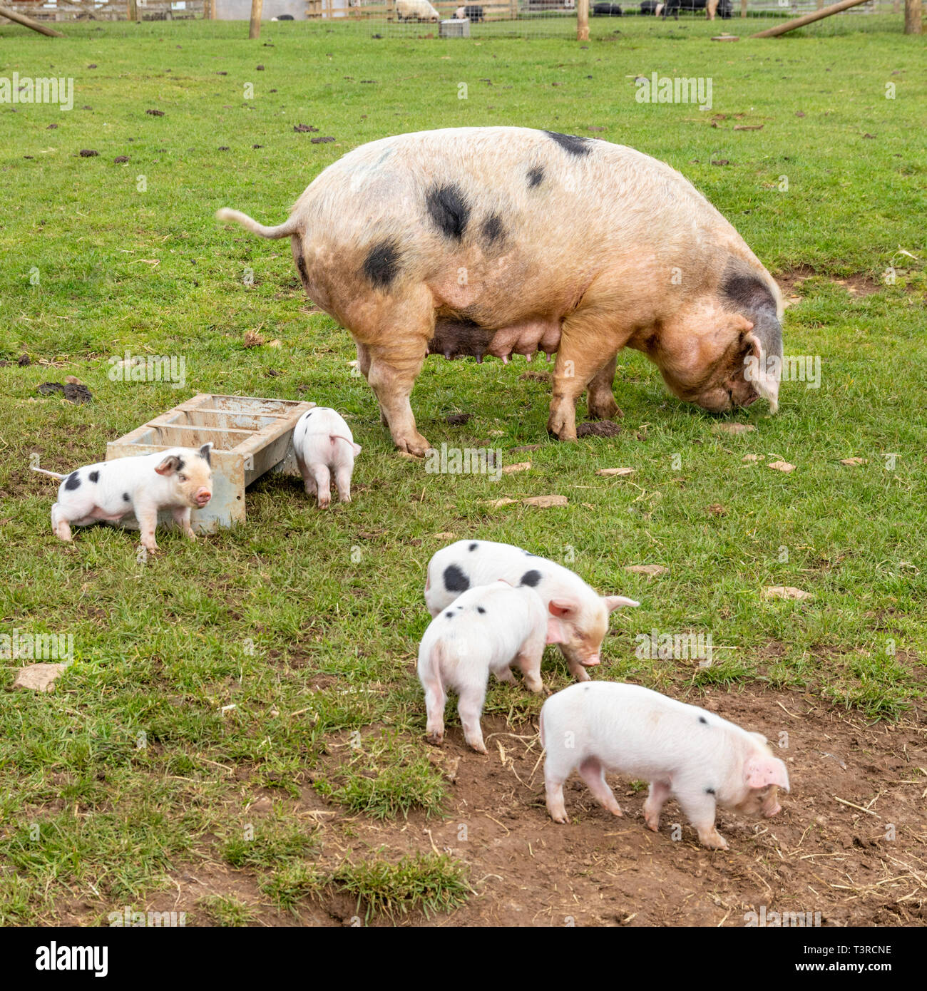 Un Gloucester Old Spot scrofa e suinetti a Cotswold Farm Park, a Kineton, GLOUCESTERSHIRE REGNO UNITO Foto Stock