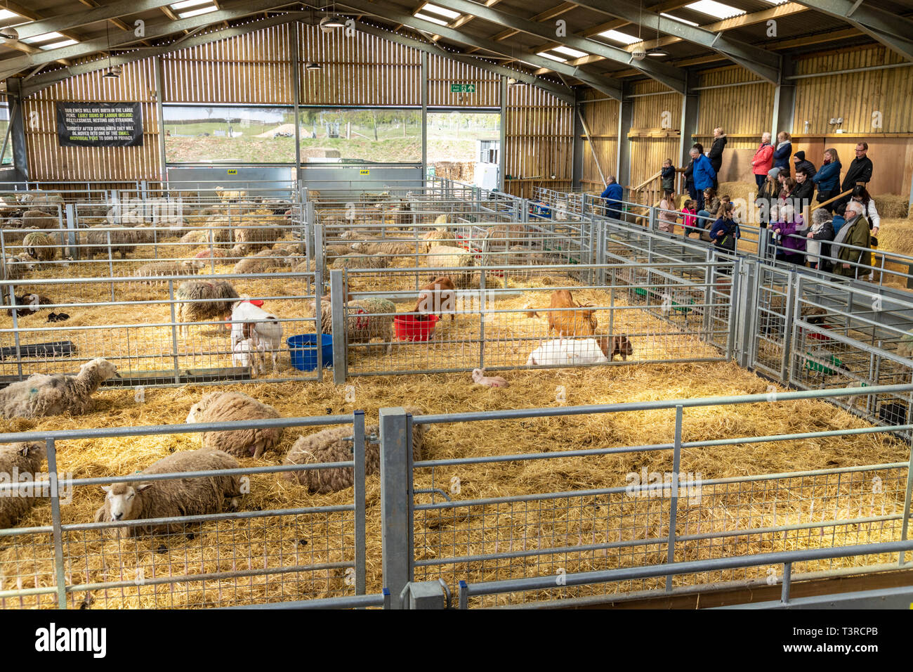 La figliatura capannone in cui i visitatori possono assistere gli agnelli essendo nato a Cotswold Farm Park, a Kineton, GLOUCESTERSHIRE REGNO UNITO Foto Stock