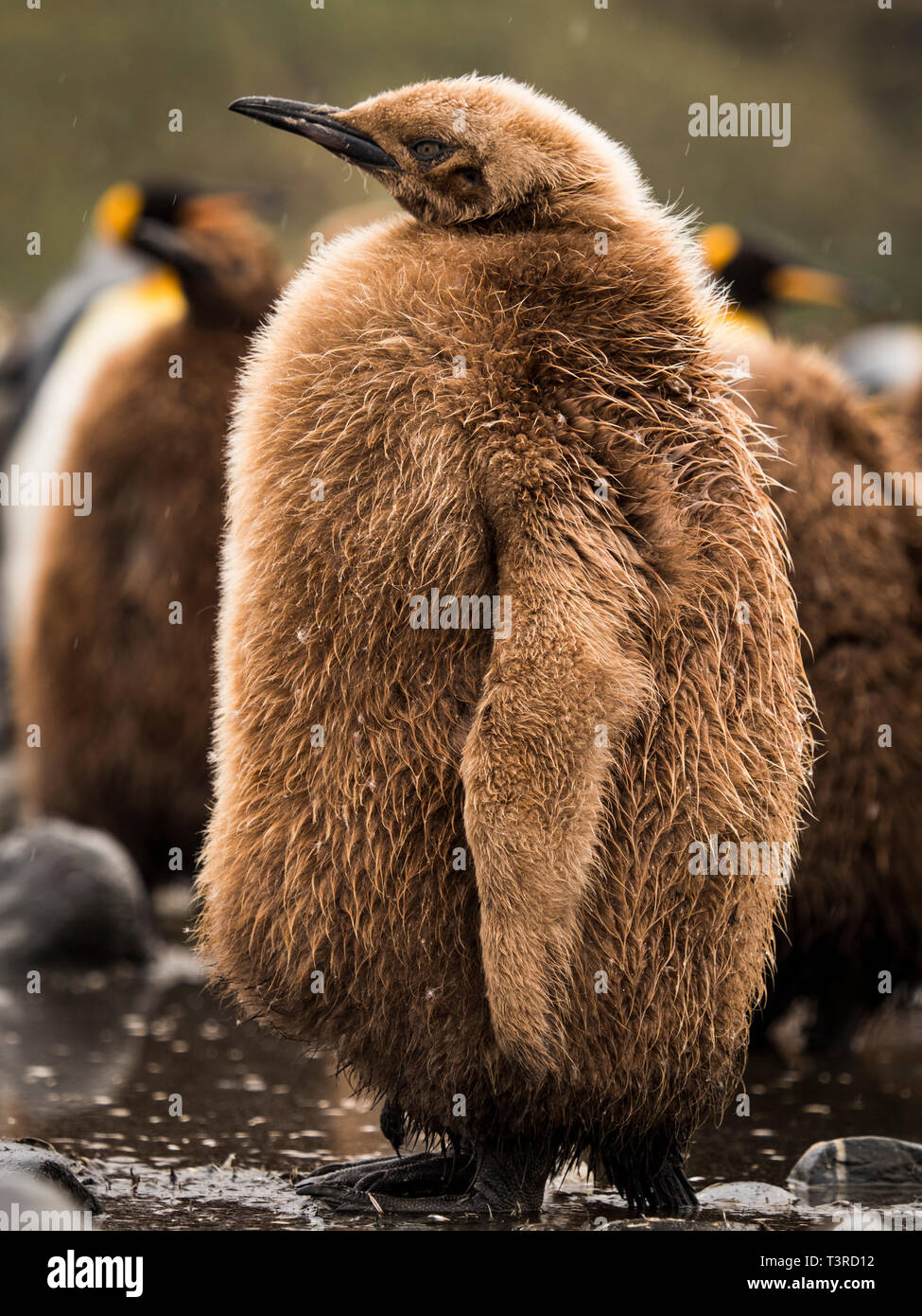 Carino capretti giovani pinguini re Foto Stock