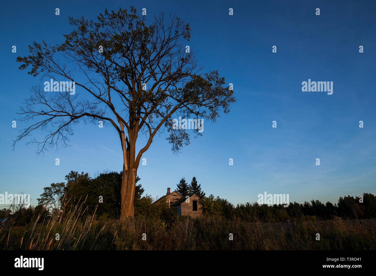 Abbandonare la casa e un torreggianti alberi nella campagna USA Foto Stock