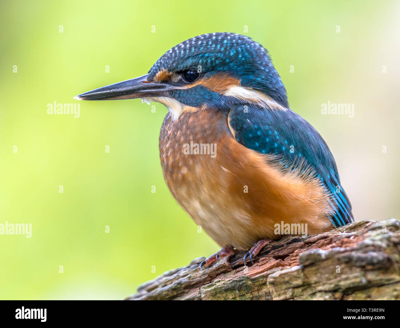 Eurasian kingfisher (Alcedo atthis) close up. Questo uccello è una diffusa piccola kingfisher con distribuzione in tutta Europa, Asia e Africa del Nord. È Foto Stock