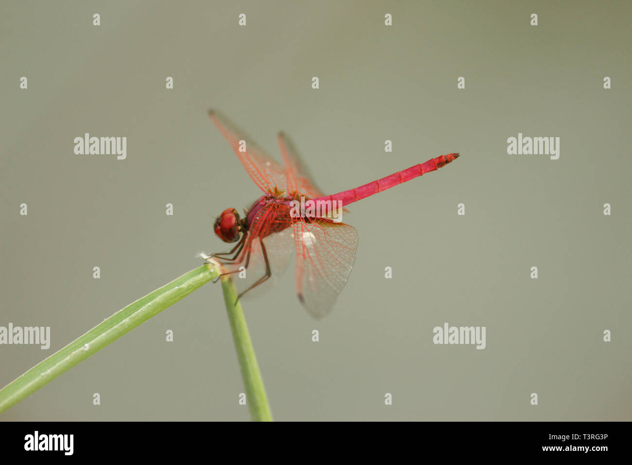 Il colore rosso di dragonfly in India Foto Stock