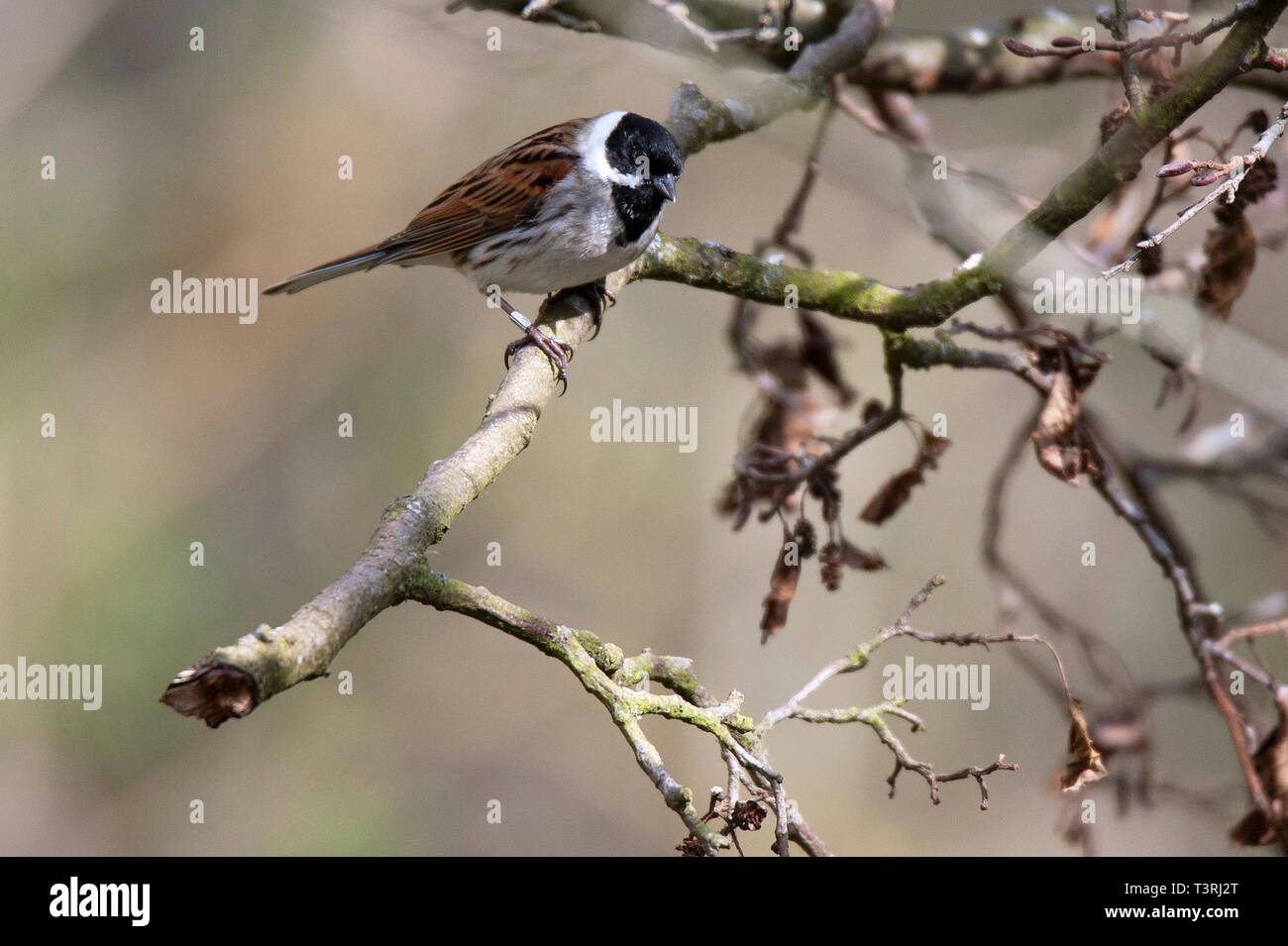 Reed bunting - Emberiza schoeniclus, fienili bassa Riserva Naturale Foto Stock