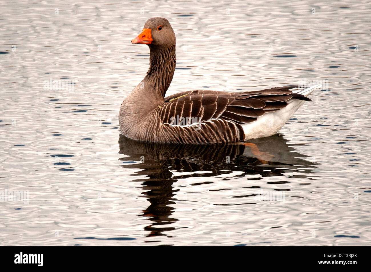 Oca Graylag - Anser anser, fienili bassa Riserva Naturale Foto Stock