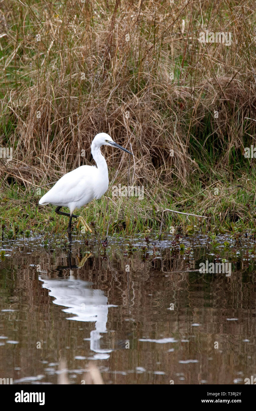 Garzetta - Egretta garzetta , Bassa fienili Riserva Naturale Foto Stock