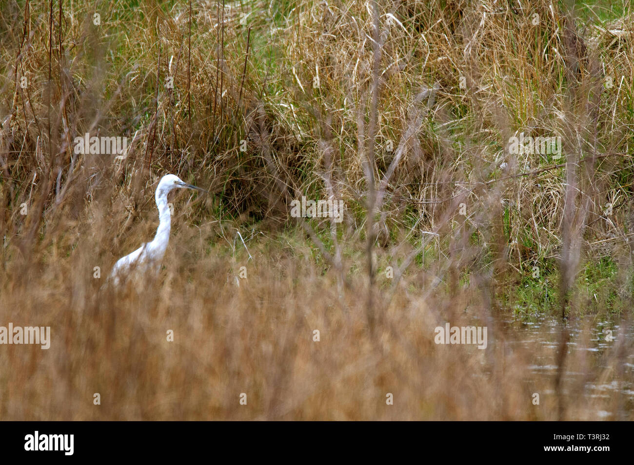 Garzetta - Egretta garzetta , Bassa fienili Riserva Naturale Foto Stock