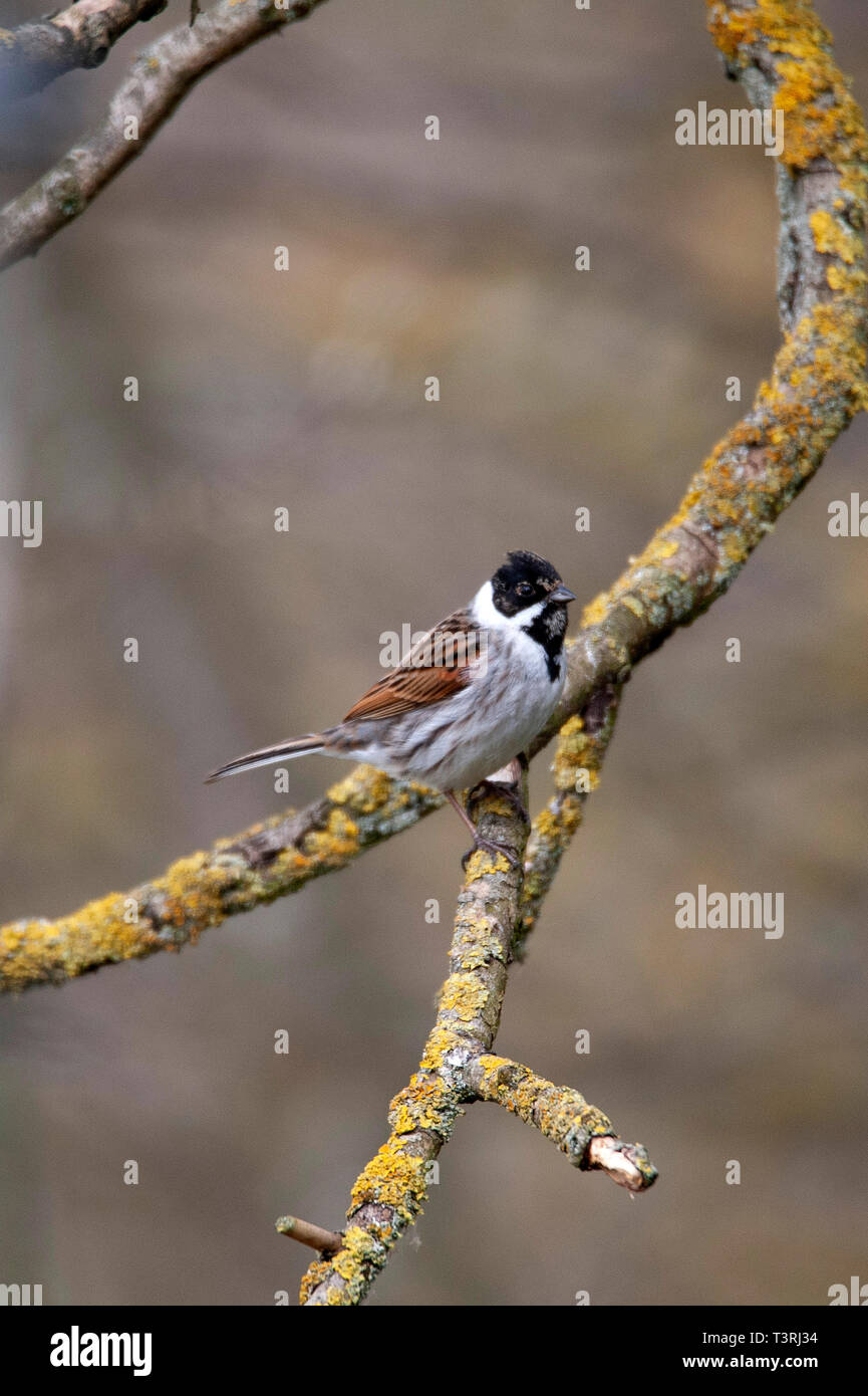 Reed bunting - Emberiza schoeniclus, fienili bassa Riserva Naturale Foto Stock