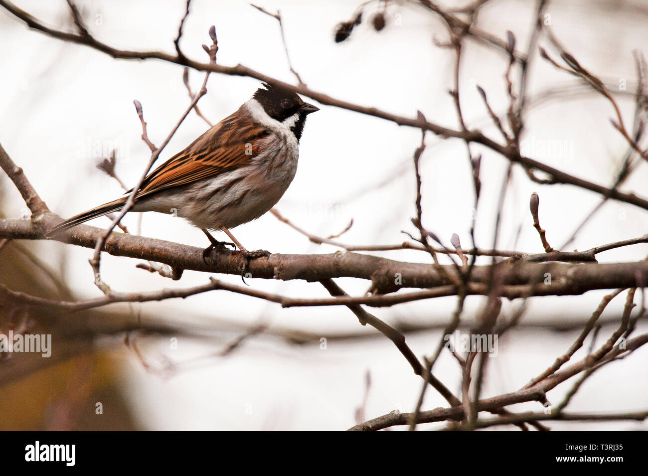 Reed bunting - Emberiza schoeniclus, fienili bassa Riserva Naturale Foto Stock