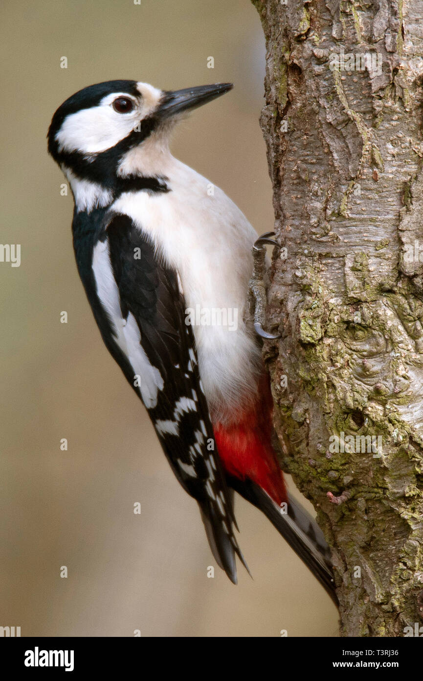 Picchio rosso maggiore - Dendrocopos major, fienili bassa Riserva Naturale Foto Stock