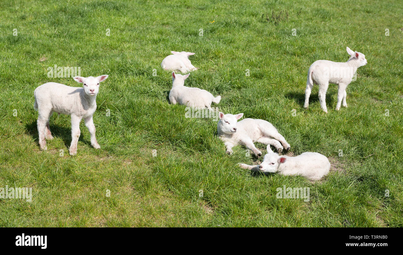 Piccolo neonato agnelli godersi il sole nel verde prato sulla soleggiata giornata di primavera Foto Stock