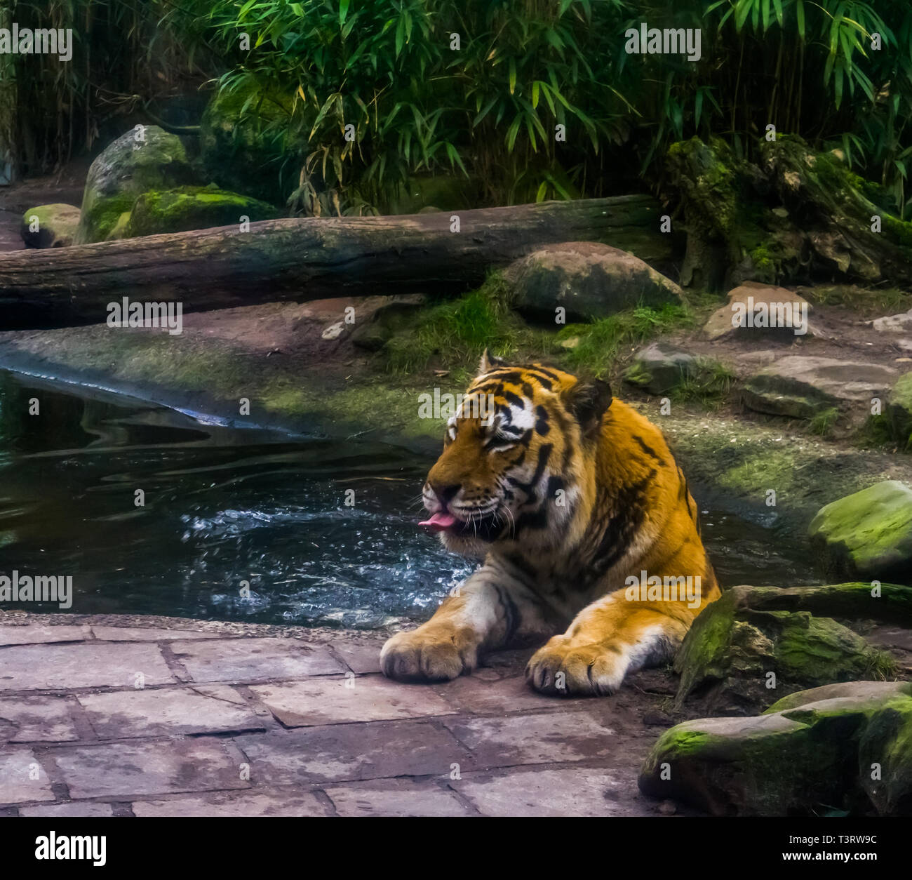 Ritratto di una tigre siberiana ai bagni di acqua di lavaggio della tigre la sua auto, comportamento animale in via di estinzione di specie animali Foto Stock
