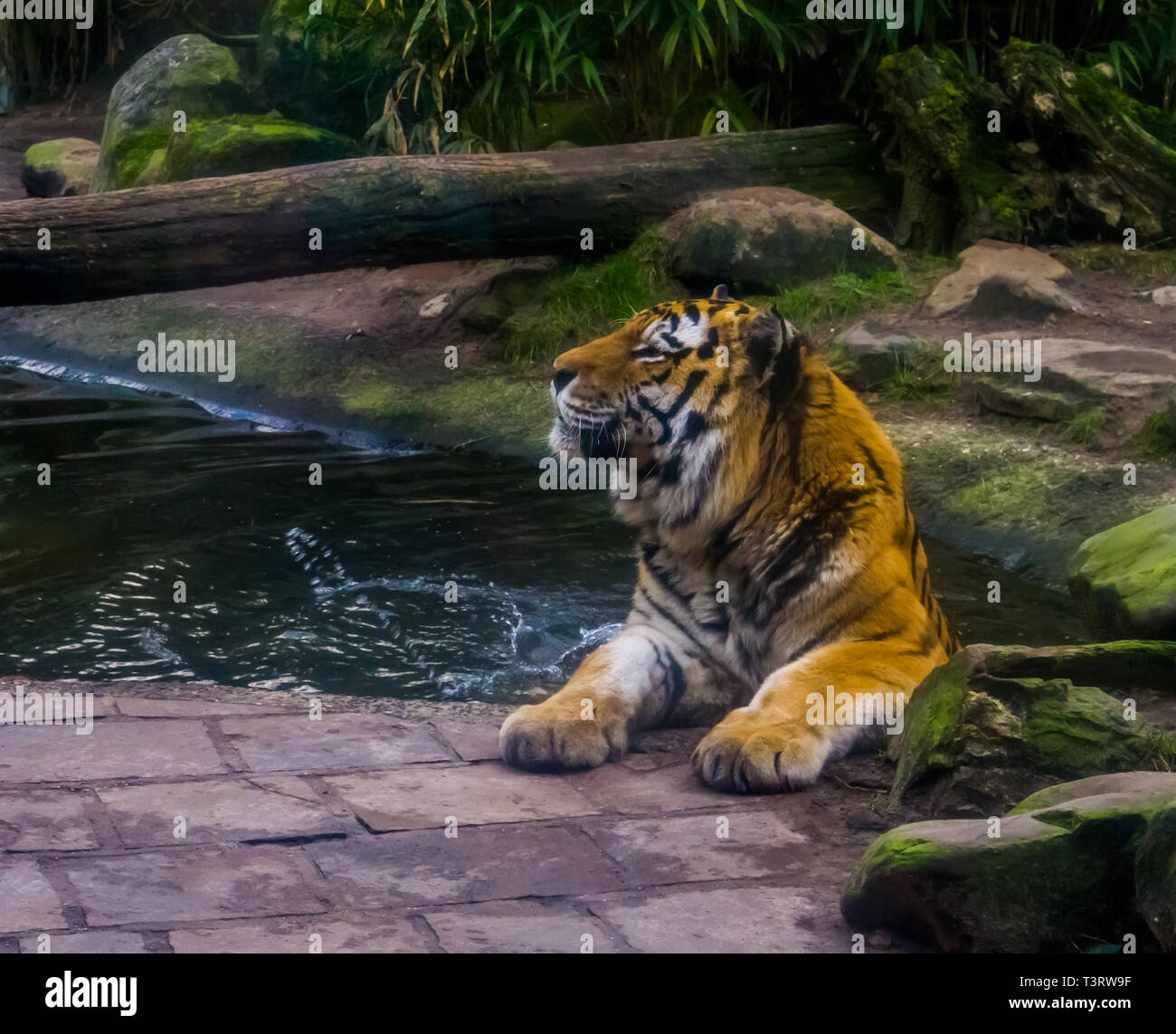 Primo piano di una tigre siberiana godendo di una vasca da bagno, balneazione mammifero, in via di estinzione specie animale dalla Siberia Foto Stock