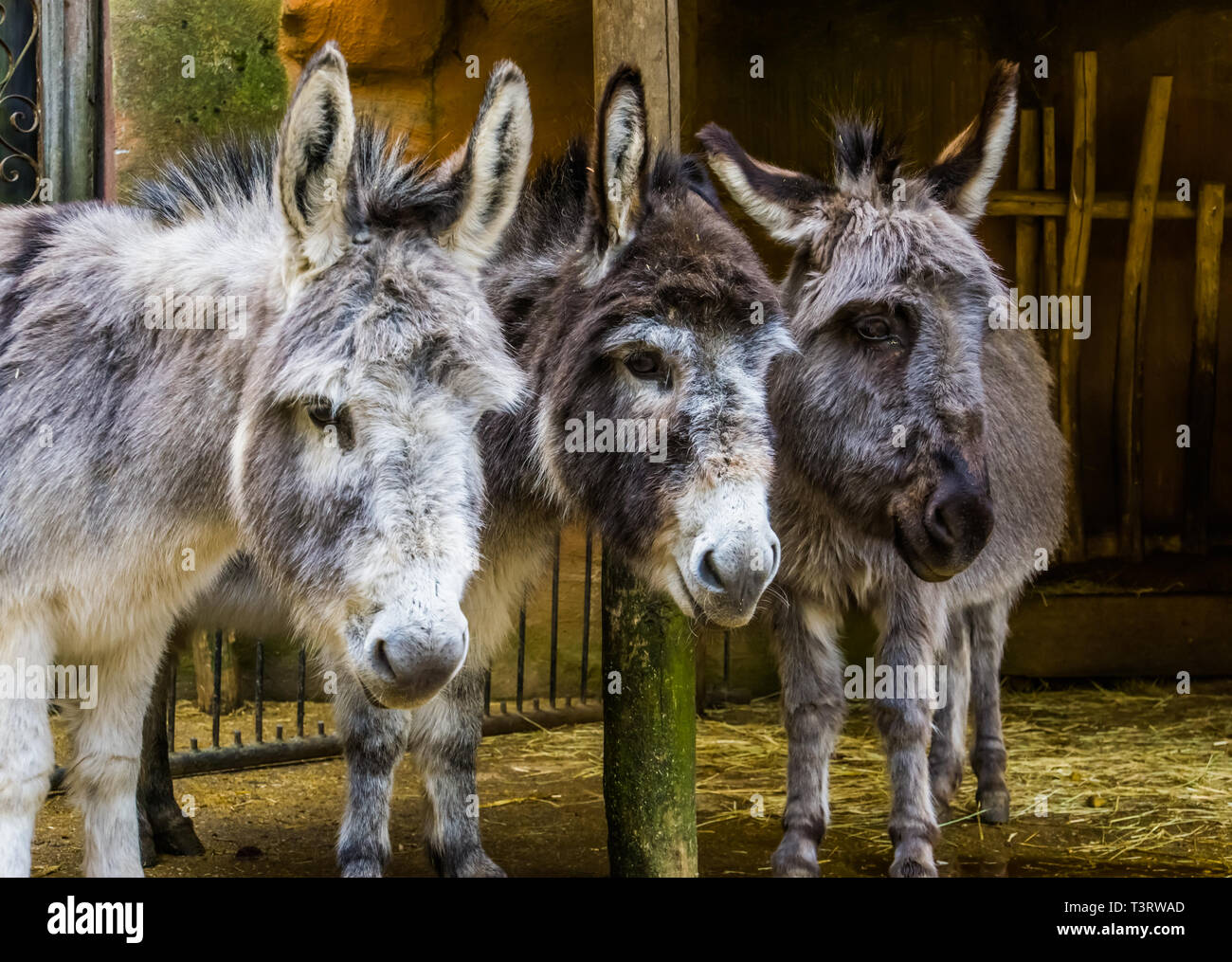 Tre facce di asini in miniatura in closeup, animale divertente ritratto di famiglia, popolare gli animali della fattoria e animali domestici Foto Stock
