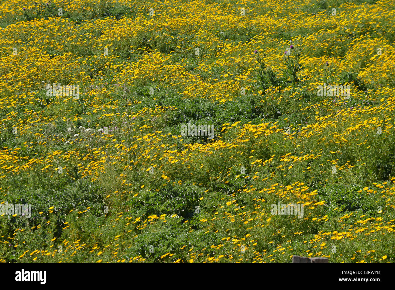 Prato primavera con Wild giallo Margherite, panorama siciliano, Italia, Europa Foto Stock
