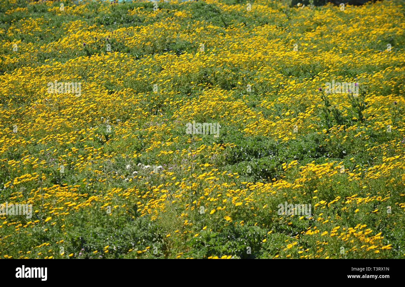 Prato primavera con Wild giallo Margherite, panorama siciliano, Italia, Europa Foto Stock
